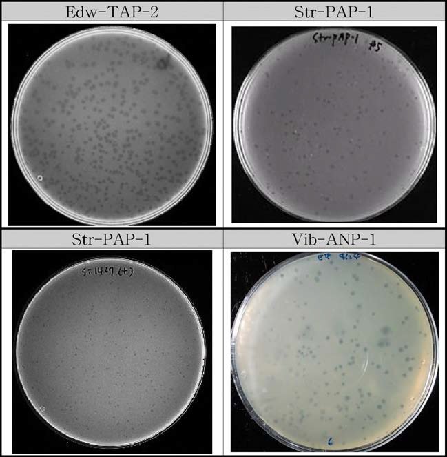 Top agar assay를 통한 plaque의 morphology 조사 실험