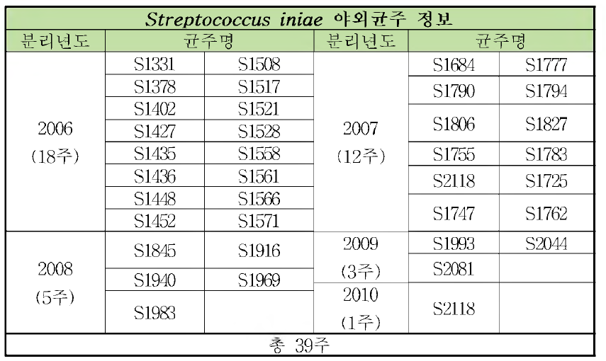 Streptococcus iniae 야외균주