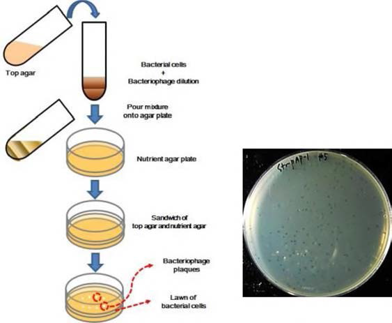 Str-PAP-1의 Top agar assay를 통한 plaque의 morphology 조사 실험