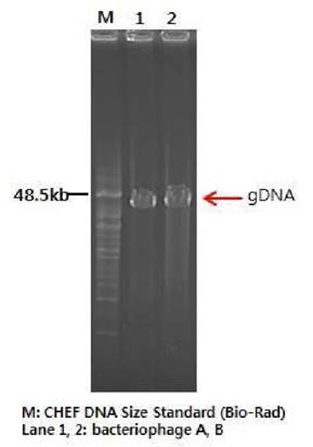 Str-PAP-1의 Pulse-field gel electrophoresis를 통한 단일 gDNA size 확인 실험