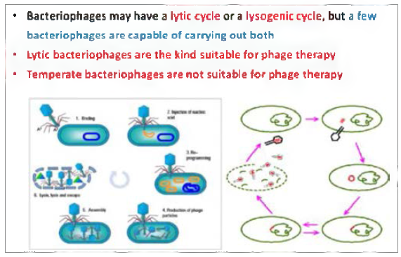 Bacteriophage Cycle