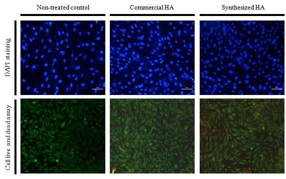 Biological safety of abalone shell-derived HA