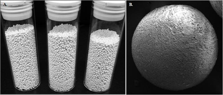 Morphological analysis of spherical bone grafting materials synthesized as the defined mixing ratio of hydroxyapatite (HA) and β-tricalcium phosphate (β-TCP) synthesized from Abalone shell