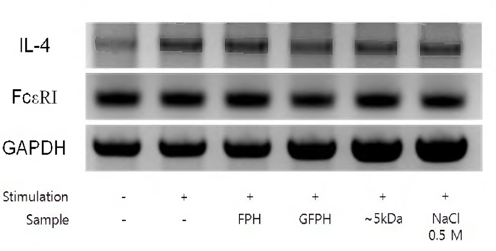 Effect of GFPH and its fraction on allergenic related gene expressions in HepG2 cells