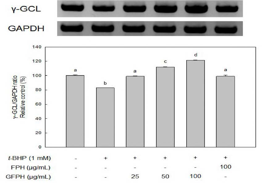Effect of FPH and GFPH on γ-GCL mRNA expression in HepG2 cells