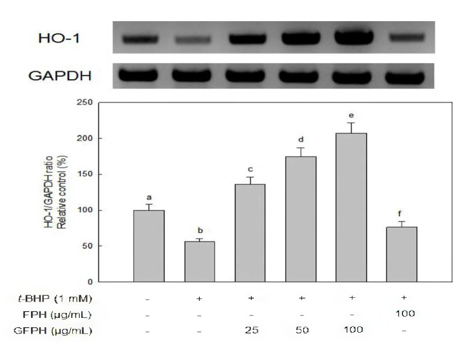 Effect of FPH and GFPH on HO-1 mRNA expression in HepG2 cells