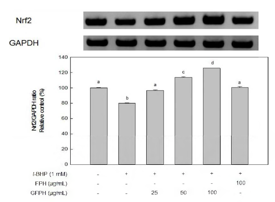 Effect of FPH and GFPH on Nrf2 mRNA expression in HepG2 cells