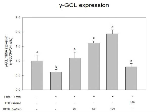 Effect of FPH and GFPH on γ-GCL mRNA expression (qPCR) in HepG2 cells