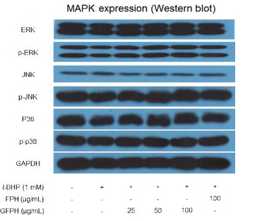 Effect of FPH and GFPH on MAPK protein expression in HepG2 cells