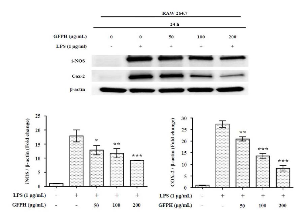 Effect of GFPH on iNOS and COX-2 expression in RAW264.7 cells