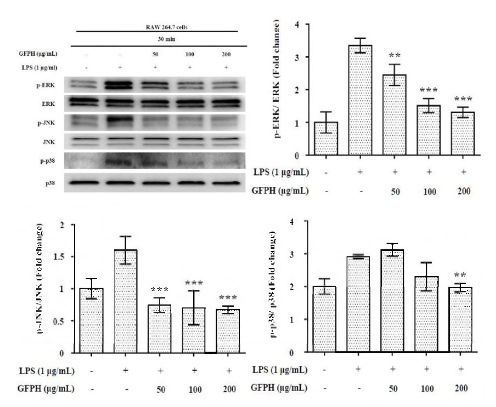 Effect of GFPH on phosphorylation of MAPKs in RAW264.7 cells