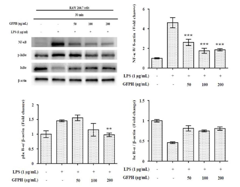 Effect of GFPH on NF-kB expression md phosphorylation of IkBa in RAW264.7 cells