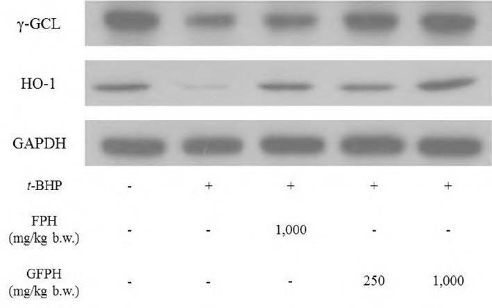 GFPH induced HO-1 and γ-GCL protein expression in rat liver