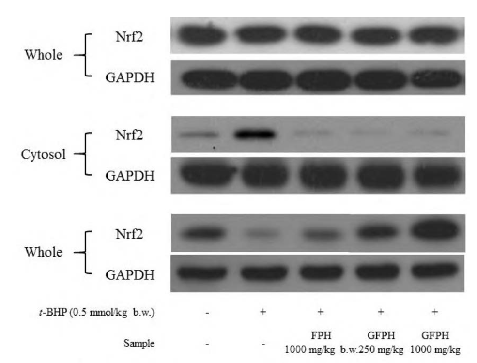 GFPH induced the transcriptional activation of Nrf2