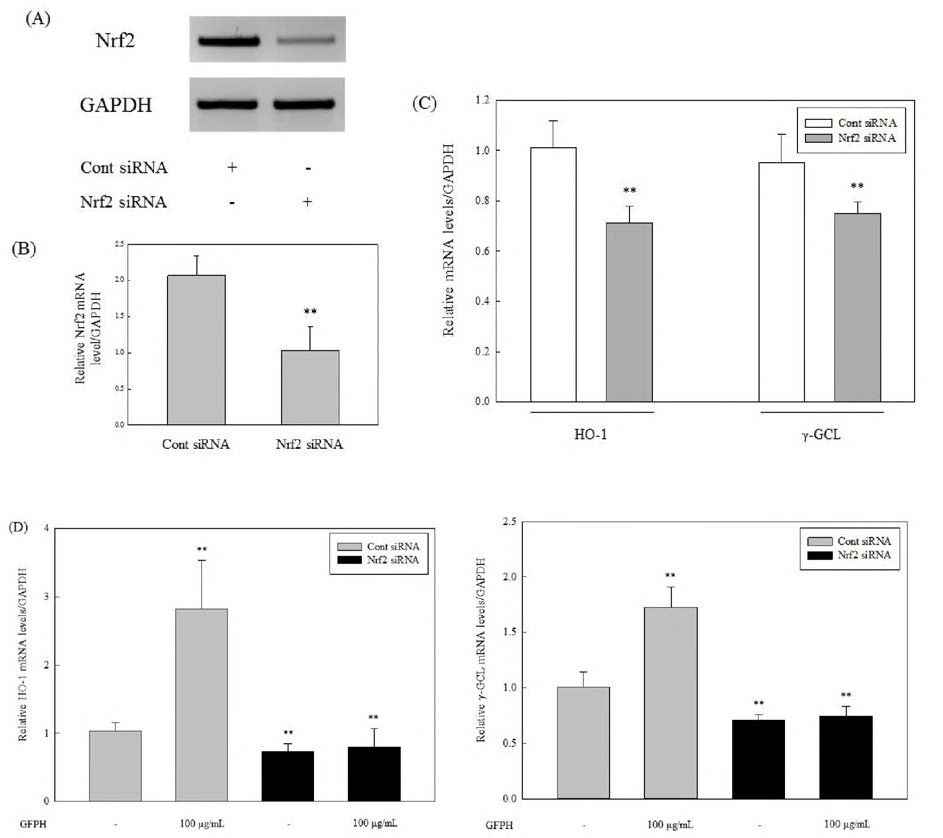 Effect of Nrf2 on GFPH induced expression of HO-1 and γ-GCL enzymes in HepG2 cells