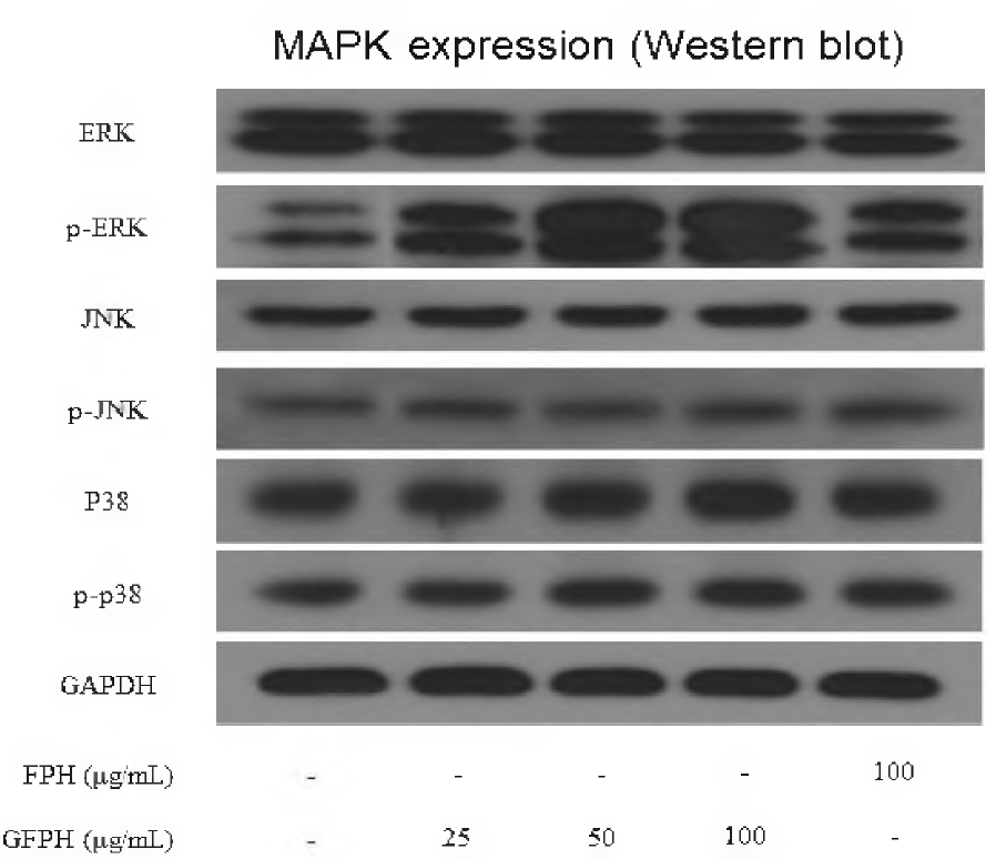 Effect of FPH and GFPH on total and phosphorylation levels of ERKs, JNKs and p38