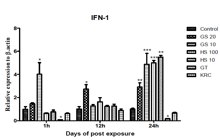 넙치 세포에서 고삼 (GS)과 현삼 (HS) 처리에 의해 interferon type I (IFN1)의 mRNA 발현 증가 확인