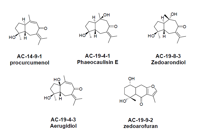 아출 EtOH 추출물로부터 분리된 sesquiterpene 계열 화합물 5종