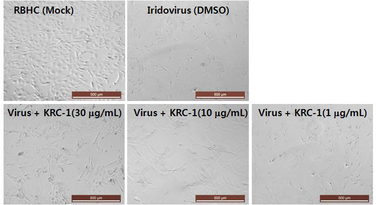 RBHC에서 항이리도바이러스 활성을 갖는 KRC-1 추출물의 살바이러스 효과