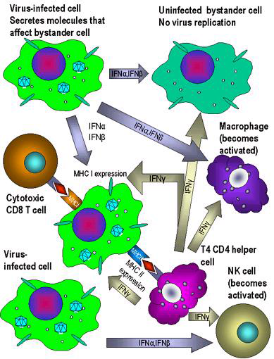 인터페론에 의한 항바이러스 및 항균 효과
