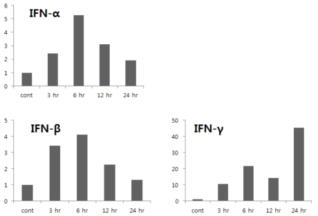THP-1세포에 JSC 에틸아세테이트 추출물 처리후 IFN-α, β, γ의 발현 유도 효과