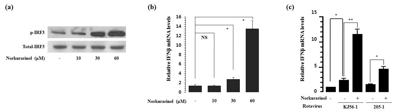 JSC로부터 분리된 norkurarinol의 IRF3 활성화 및 IFNβ 발현 유도효과