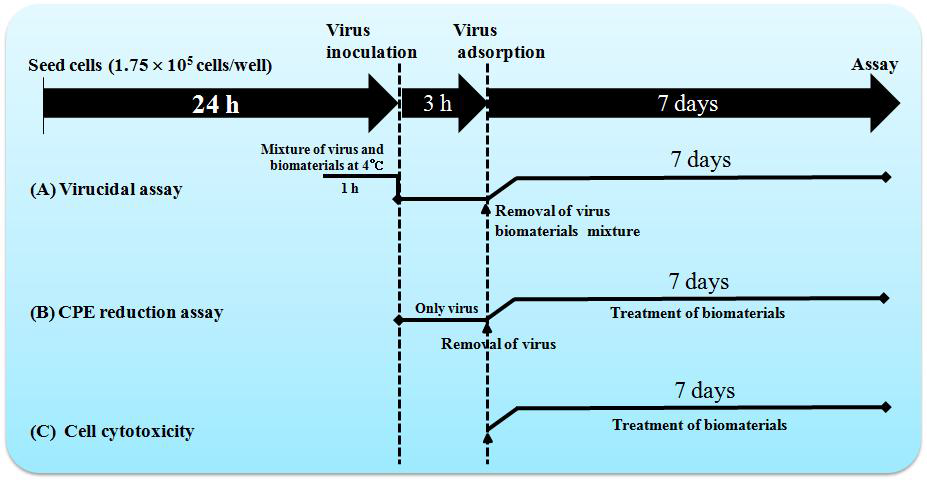 물질의 항이리도바이러스 활성 평가 및 세포 독성 assay에 대한 flow chart