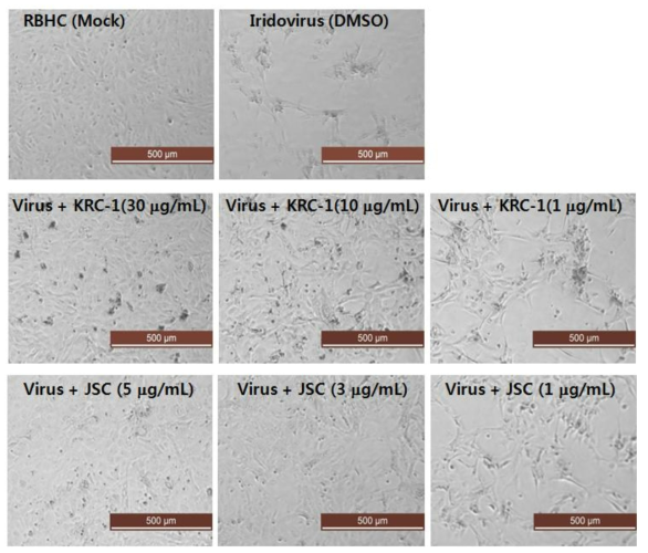 RBHC에서 항이리도바이러스 활성을 갖는 생물소재 2종(KRC-1, JSC)으로부터 분리한 추출물의 세포변성 억제 효과