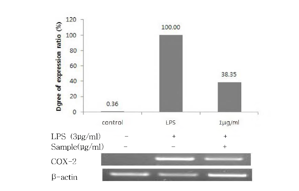 다슬기 Alcalase + Protamex lOh 가수분해물에 대한 COX-2의 mRNA 발현
