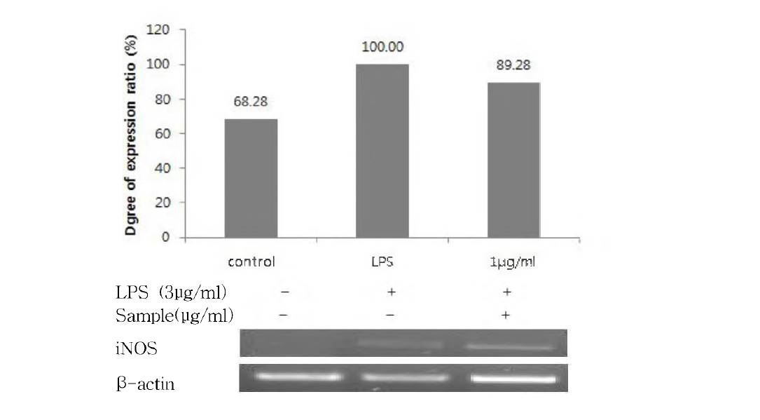 다슬 기 Alcalase + Protamex 10h 가수분해물에 대한 iNOS의 mRNA 발현