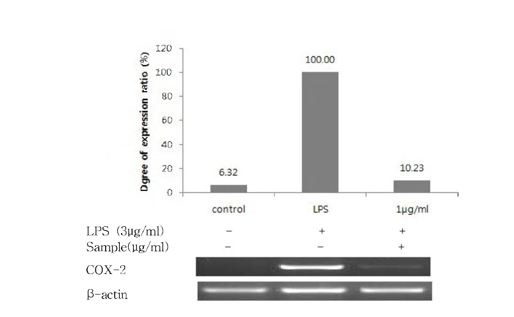 다슬기 Protamex 10h 가수분해물에 대한 C0X -2의 mRNA 발현