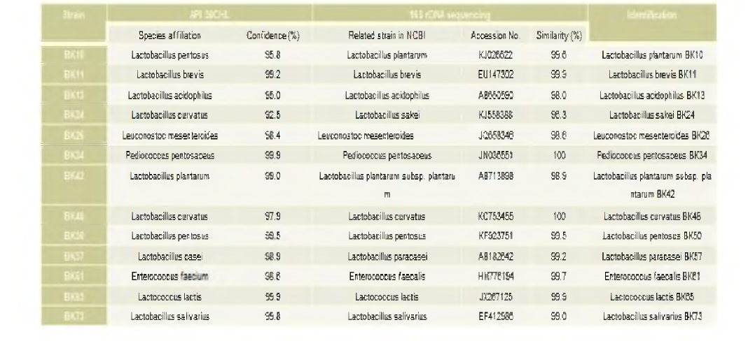 Identification of the LAB strains isolated from Baikkimchi according to API 50 CHLkit and 16S rDNA sequencing