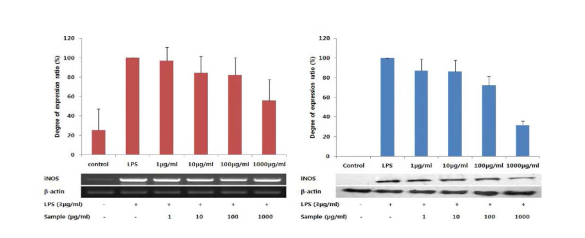 다슬기 효소가수분해물 Protamex (Buffer system, 10h )에 iNOS의 mRNA 및 단백질 발현