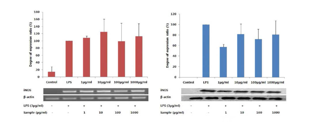 다슬기 효소가수분해물 Protamex (D.W system, 10h )에 한 iNOS의 mRNA 및 단백질 발현