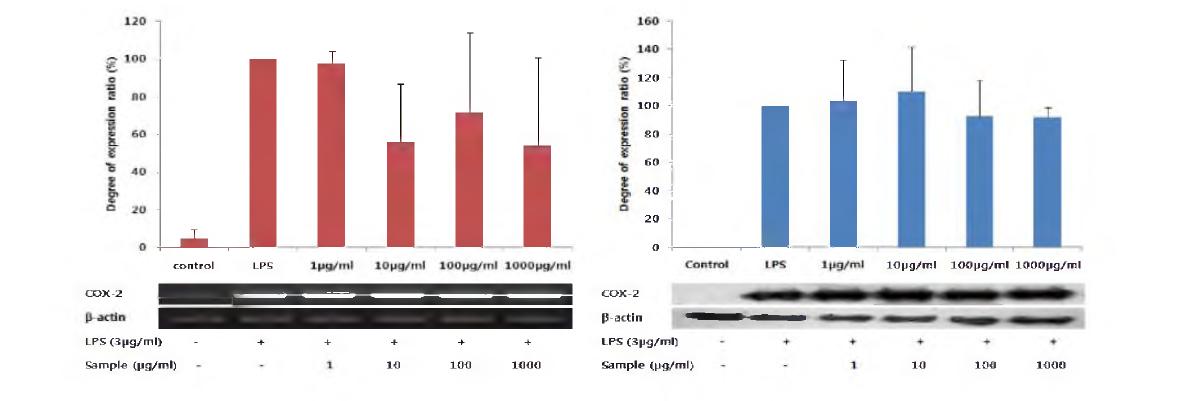 다슬기 효소가수분해물 Protamex (Buffer system, 10h) 에 대한 COX-2의 mRNA 및 단백질 발현