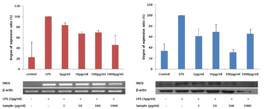 다슬기 효소가수분해물 Protamex (D.W system,10h)의 주정 침전물에 대한 iNOS의 mRNA 및 단백질 발현