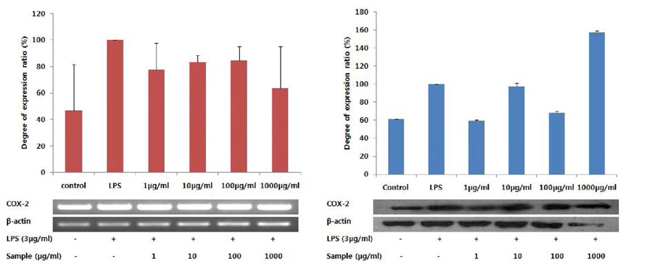 다슬기 효소가수분해물 Protamex (D.W system, 10h )의 주정 침전물에 대한 COX-2의 mRNA 및 단백질 발현