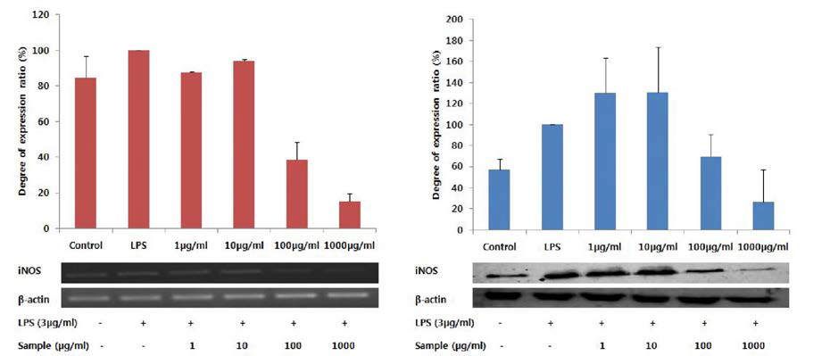 다슬기 효소가수분해물 Protamex (D.W system, 10h)의 에탄올 침전물에 대한 iNOS의 mRNA 및 단백질 발현