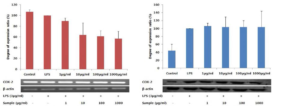 다슬기 효소가수분해물 Protamex (D.W system, 10h)의 에탄올 침전물에 대한 COX-2의 mRNA 및 단백질 발현