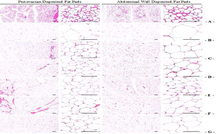 Representative Histological Images of the Adipocytes, Taken from NFD or HFD Supplied Mice Periovarian and Abdominal Wall Deposited Fat Pads