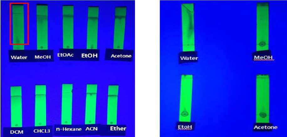 다슬기 효소가수분해 (DW system,10h) 에탄올 침전물의 Thin layer chromatography (TLC)