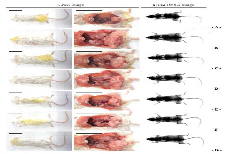 Representative Gross Body Mass and Abdominal Fat Pads with Whole Body DEXA Images Taken from NFD or HFD Supplied Mice