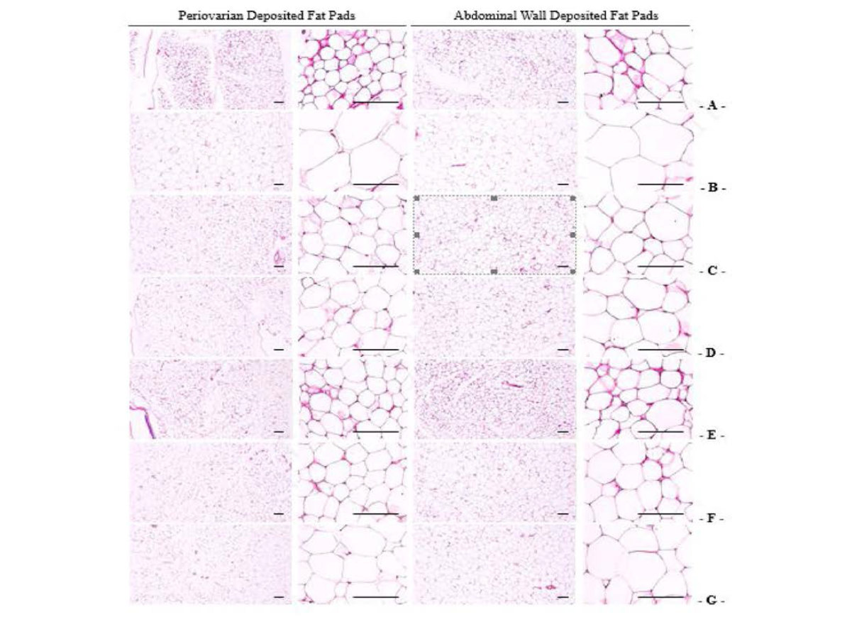 Representative Histological Images of the Adipocytes, Taken from NFD or HFD Supplied Mice Periovarian and Abdominal Wall Deposited Fat Pads