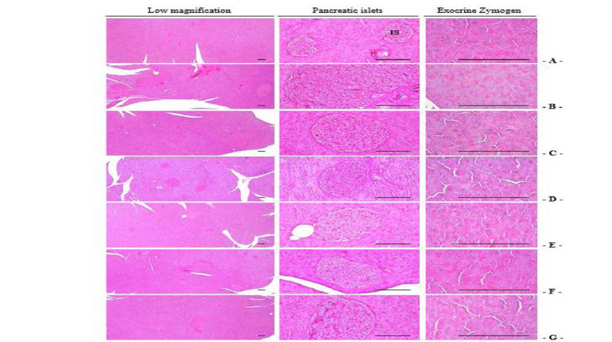 Representative General Histological Images of the Pancreas,, Taken from NFD or HFD Supplied Mice