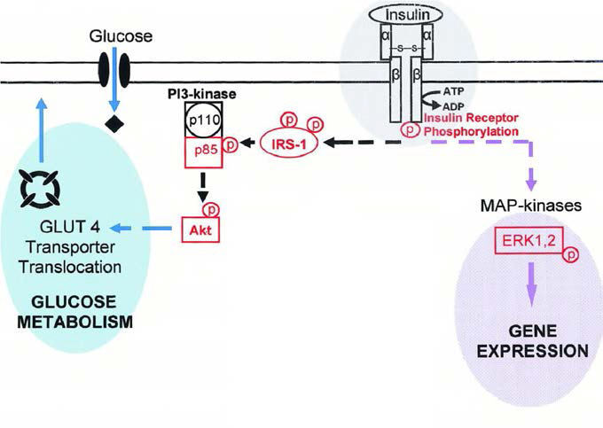 Glucose metabolism through IR-PI3K-Akt pathway and gene expression through mitogenic pathway.