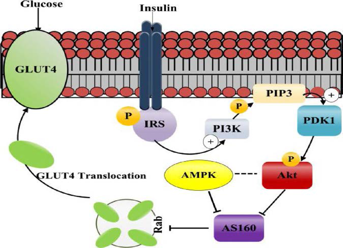 Glucose metabolism through AMPK pathway. [Hutchinson D.S., Summers R. J., Bengtsson T.