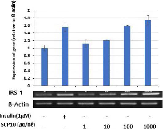 Effects of SCP10 on IRS-1 mRNA expression in C2C12 myotubes.