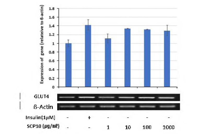 Effects of SCP10 on GLUT4 mRNA expression in C2C12 myotubes.