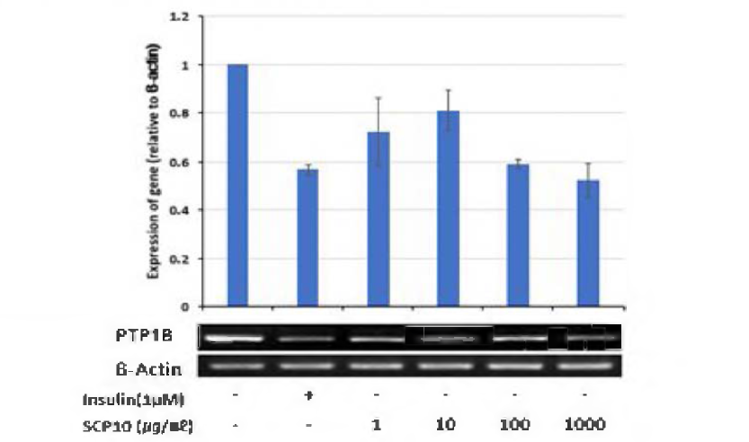 Effects of SCPIO on PTP1B mRNA expression in C2C12 myotubes.