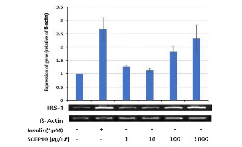 Effects of SCEPIO on IRS-1 mRNA expression in C2C12 myotubes.